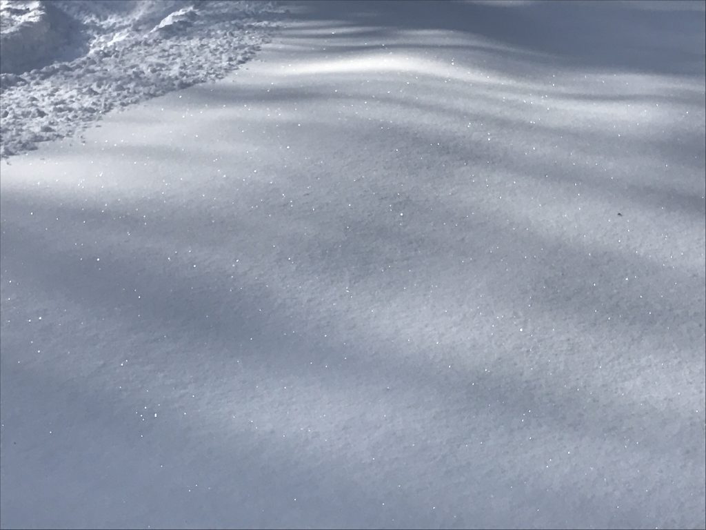 Diamond Glint on Fresh Snow - Tree Perspective